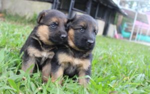 cachorros de pastor alemán