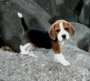 cachorrito beagle