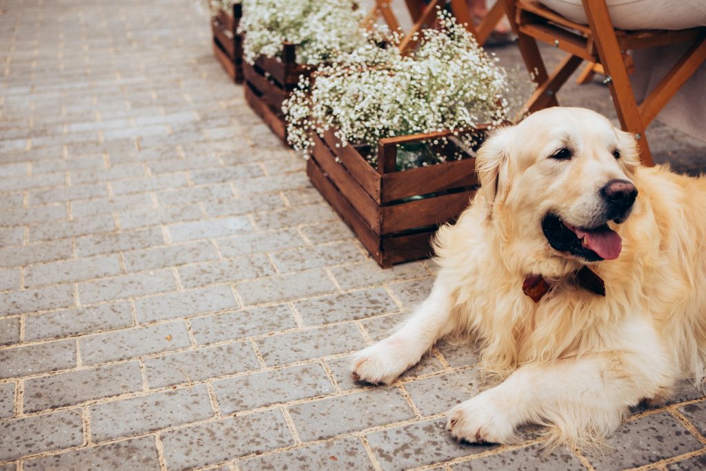 tu perro puede recibir a los invitados de tu boda