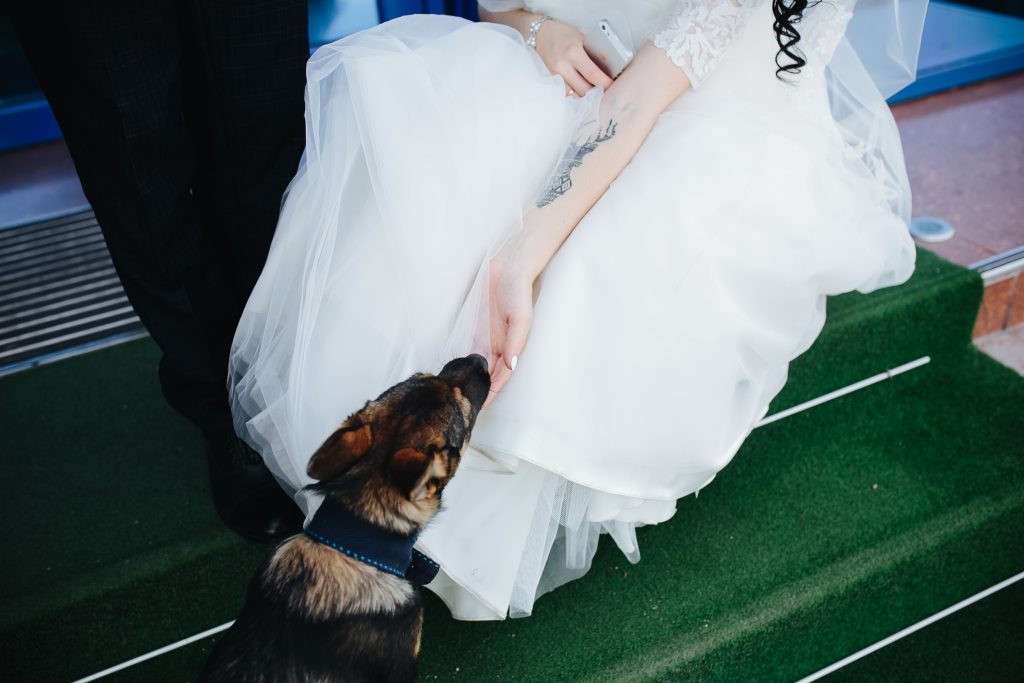 consejos para que tu perro esté en tu boda