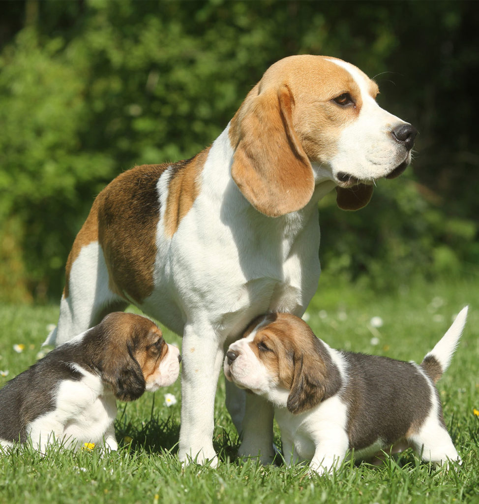 PERRO BEAGLE Mascotas100