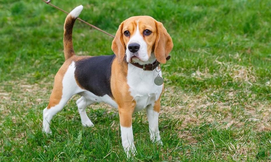 PERRO BEAGLE Mascotas100