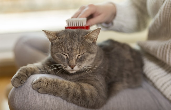 Consejos para prevenir el estrés en tu gato durante el confinamiento