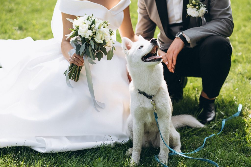 Cómo puedo hacer que esté mi perro en mi boda