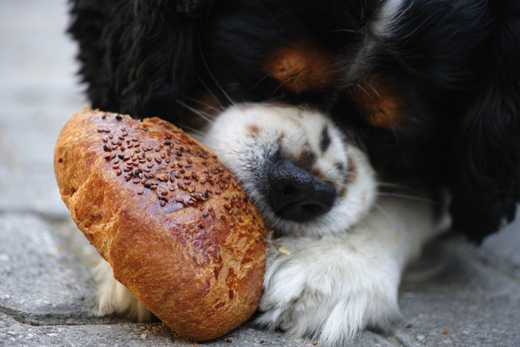 ¿Le puedo dar pan a mi perro ?